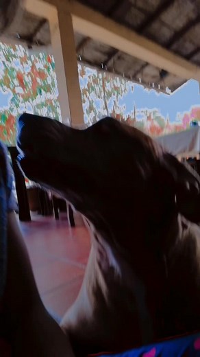 Videos de nicollelove (@nicollelove3) con “sonido original - y0”