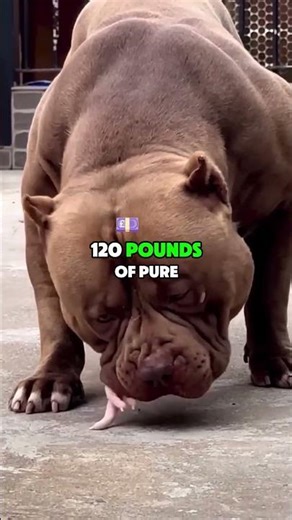 The Genetic Monsters#geneticmonsters #animalgenetics #animalfacts #raregenetics #naturetruth