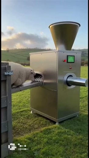 The process of making steak from farm-raised sheep.