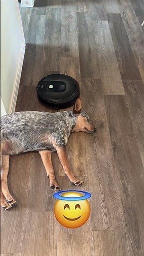 Personality of Blue Heelers