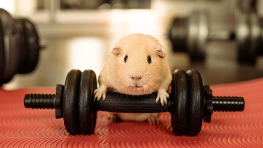 What Are The Strongest Bones In The Animal Kingdom?