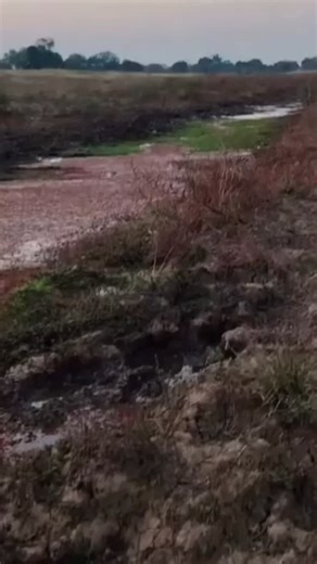 1.7K views · 3 comments | What Fire Ants Can Teach Humans About...