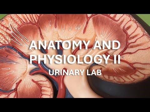 Anatomy and Physiology II - Urinary Lab