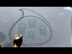 How to draw internal structure of Chloroplast? ||#chloroplast