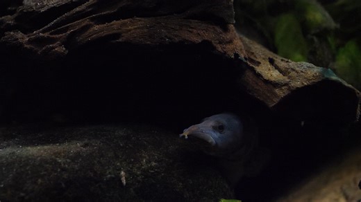 Our tire track eel watches everything from the shadows... 👀 | Fluval