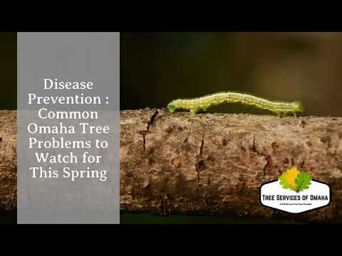 Disease Prevention: Common Omaha Tree Problems to Watch for This Spring