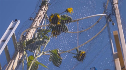 The world's tallest sunflower blooms in an Indiana backyard as a tribute to Ukraine