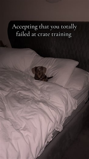 Dachshund Training Fails: Learning from Mistakes