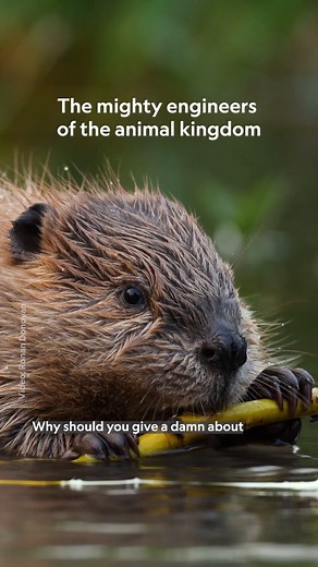 Beaver dams benefit the entire local ecosystem. From reducing potential flooding to storing more carbon, the benefits are so great that beavers are practically climate heroes—but they’ve long been under threat from humans. Learn more about these semi-aquatic rodents, their habitats, and the dangers they face: https://on.natgeo.com/43JL2nK | National Geographic