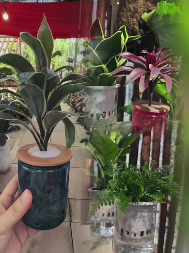 Indoor Hydroponic Gardening for a Minimalist Home