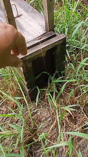 #rapping fish 🐠 | Countryside Thailand