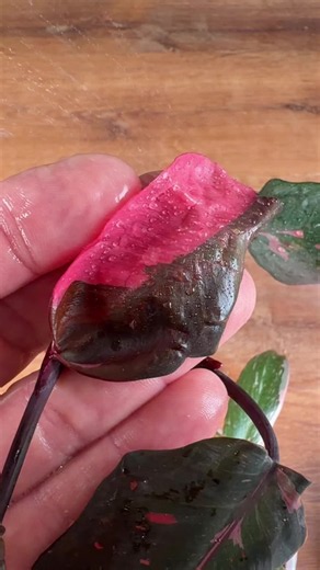 Separating a Pink Princess pup from the mother plant