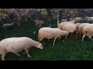 Peaceful Morning with Sheep | Relaxing Nature Sounds & Soft Music