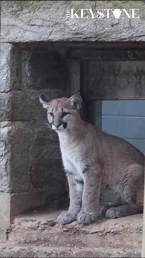 11 reactions | We like big cats and cannot lie. So we’re excited that a pair of orphaned puma cubs will make their public debut this weekend at the Philadelphia Zoo. Watch to learn more about these cubs and the zoo’s “Big Cat Weekend.” ✏️ : Graham Harrington  : @philadelphiazoo . . . #Pennsylvania_life #PhillyZoo #PhiladelphiaZoo #Pennsylvaniawildlife #BigCats #Animallovers #Pennsylvanialife #Zooanimals #Zoolovers | The Keystone | Facebook