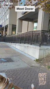 1.8K views · 202 reactions | Dozer has had a stream of bad luck with...