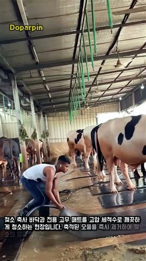 축사 바닥 매트 고압 세척 작업 #worker #process #cleaning #cowf