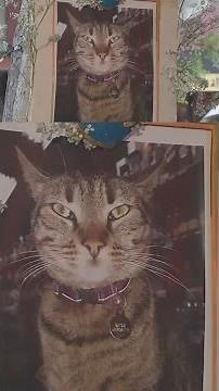 Death of bodega cat sparks debate over robotaxi safety