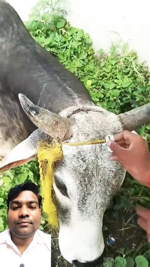 🙏जानवरों की मदत जरुर करें।🙏🙏#shorts