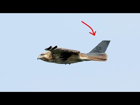 Why birds don't use a vertical fin? | Birds vs Airplanes (the vertical stabilizer)