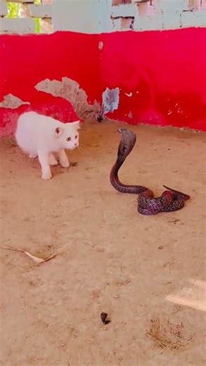 Cat Confronts Deadly Cobra! 🐍القط في مواجهه افعى الكوبرا#wildlife