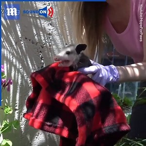 12K views · 42 reactions | This baby opossums was thrown away like it was TRASH梁❤️ via Hope For Paws #omg #cute #rescue #animals #wildlife | Daily Mail Video | Facebook