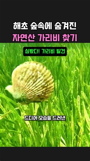 해초 숲속에 숨겨진 자연산 가리비 찾기