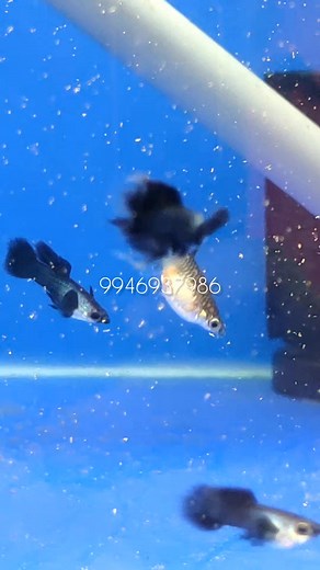 Blue panda ribbon #viralreels #reelsinstagram #shortvideo #trendingreels #réel #reelitfeelit #reels #trend #petstagram #pet | Guppy Guard Aquatics