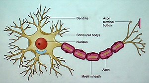 VIDEO: The Aging but Resilient Brain: Keeping Neurons Happy
