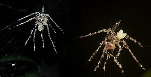 These Tiny Spiders Build Giant 'Puppet' Decoys From Disembodied Prey