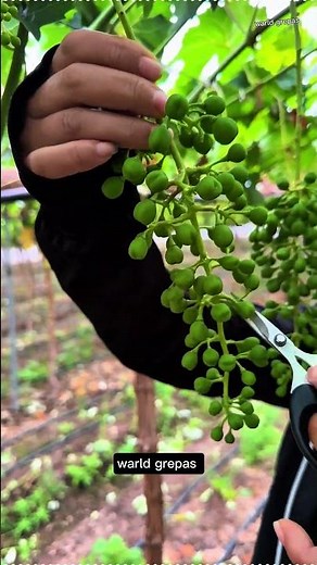 "Grape Pruning Tips 🍇 | How to Trim Grapes for Better Growth "#homegardening##OrganicFarming