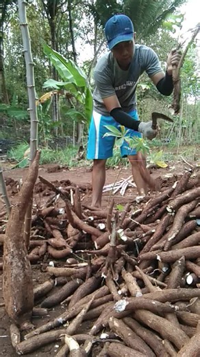 How to Harvest Fresh Yams in a Rural Setting