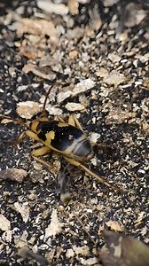 bombardier - beetles defend themselves against black ants😱 beetle sprays acid on fire ants 😱 tropical insects #bombardier #ants | Tropical insects