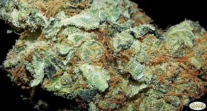 Juicy Fruit | Marijuana Strain Reviews