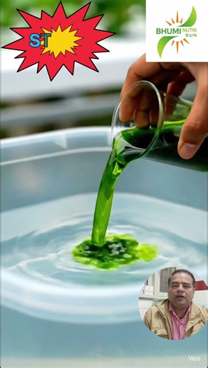 Grow pure Spirulina from culture at home— clean, controlled, and profitable. 🌱