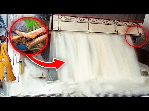 Así se Hace el Azúcar? 🍚✨ ¡El Proceso COMPLETO!