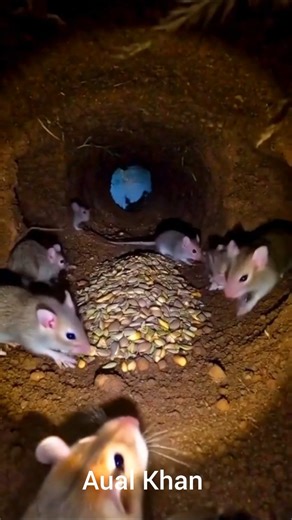 Inside a Wild Mouse Colony | Mounted POV🐁🐀🐀
