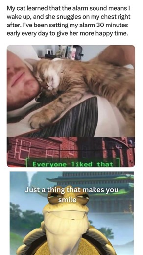 My cat learned that the alarm sound means i wake up