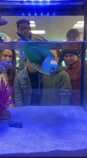 Parrot fell into a fish tank and chose VIOLENCE 😂🦜💦 #SavageParrot #ParrotTok #FunnyPets #SwimmingParrot #ViralAnimals