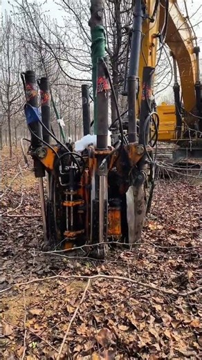 Excavator tree spade digging carefully around rooted tree