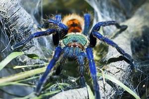 Tarántula azul: Conoce todo lo que deberías saber sobre ellas