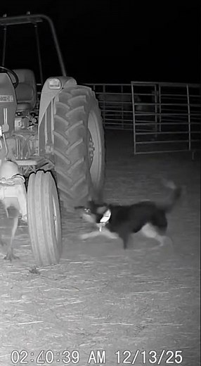 Dog vs. The Rake 😱 (Caught on Camera)