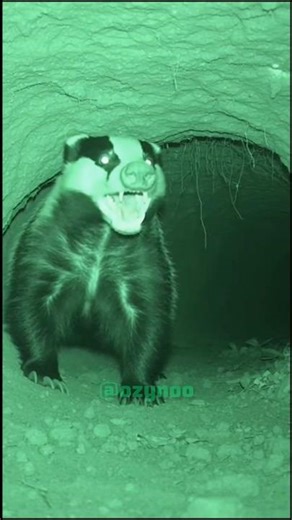 A Growl in the Burrow Breaks the Night Silence