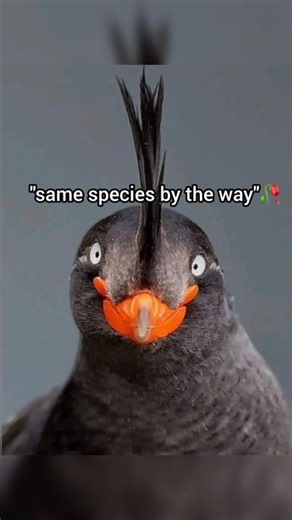 They're Mogging For Real🥀🙏🏻 #memes #relatable #fyp