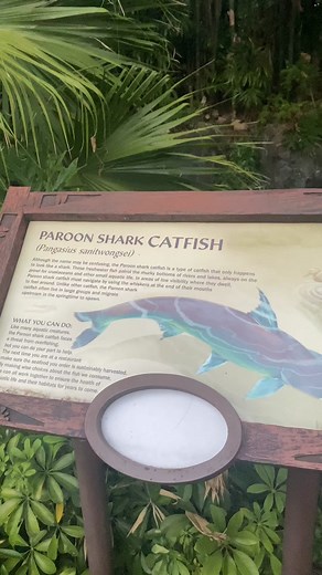 Paroon Shark Catfish at Animal Kingdom