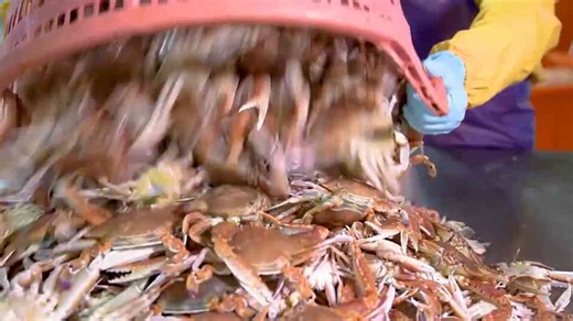 How King Crabs Are Harvested and Processed in a Modern Facility