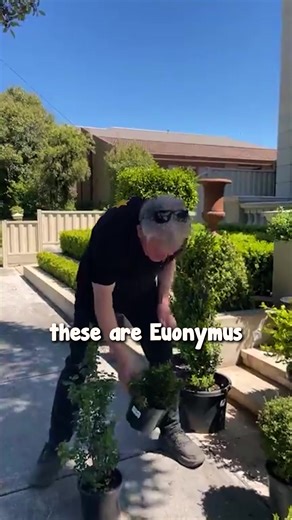 Save water and still have stunning Borders and Hedges🌳 Our Box Leaf Privet and Euonymus ‘Tom Thumb’ hedge is low-maintenance. Shop now!😍 Check it out at✨hellohelloplants.com.au✨ #hellohelloplants #border #borderplant #hedge #hedgeplant #boxhedging #melbourne #garden #plant | Hello Hello Plants & Garden Supplies