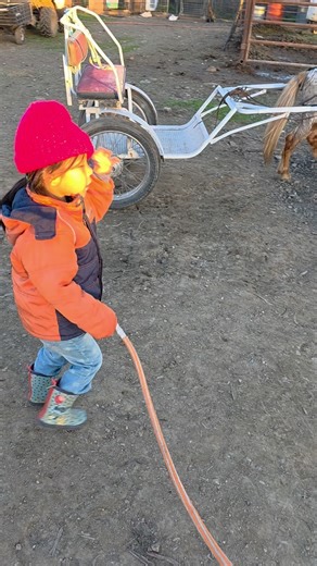 14 reactions | Cart training for DIEGO.. Getting him ready for some Bayani Adventures , while DORA & BOOTS are on maternity leave till march 2026 . Excited for the surprises ..stay tuned... #bayanikulture #bayaniranch #minihorse #wow #exotic | Fritz Encina | Facebook