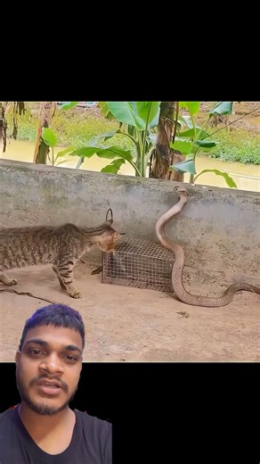 Billi vs sap #funny #cuteanimals #comedy #mycuterabbit #animalphotos #animalpictures #automobildekho