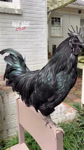 You've sparked my enthusiasm 🥰 🥚 🐔 to learn how to raise chickens