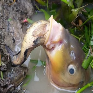 92K views · 448 reactions |  Giant Fish Makes Traps To Catch The Small Fish  | Giant Animals TV | Facebook